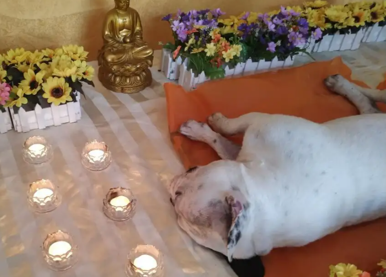 城市里狗狗死了咋处理？你还在找山“埋起来”吗？（城市养的宠物狗死了通常怎么处理）(图1)