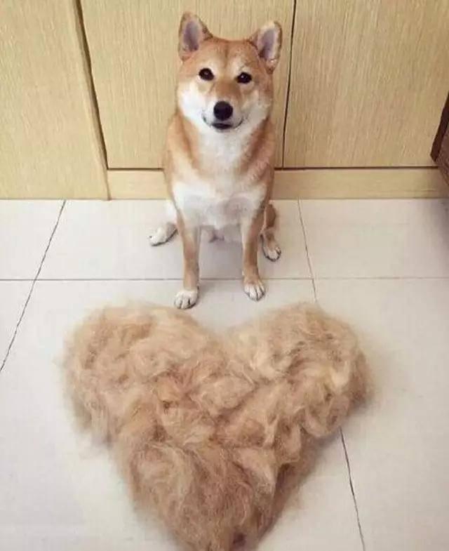 狗狗为了冬天开始换毛，家里一地狗毛，主人该怎么解决这困扰？（狗冬天换毛多长时间）(图2)