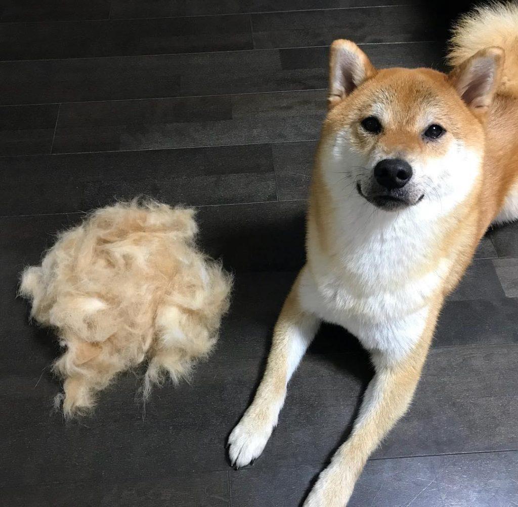 狗狗为了冬天开始换毛，家里一地狗毛，主人该怎么解决这困扰？（狗冬天换毛多长时间）(图4)