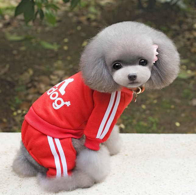 加纳利，一条看起来酷到爆的狗（加纳利犬的优点和缺点）(图1)