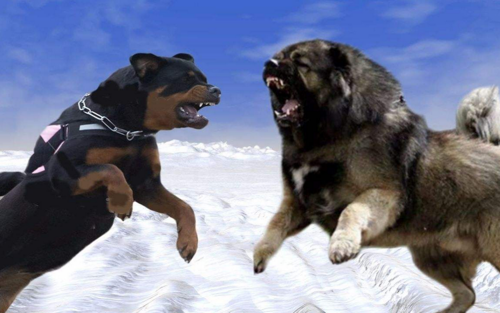 加纳利，一条看起来酷到爆的狗（加纳利犬的优点和缺点）(图2)