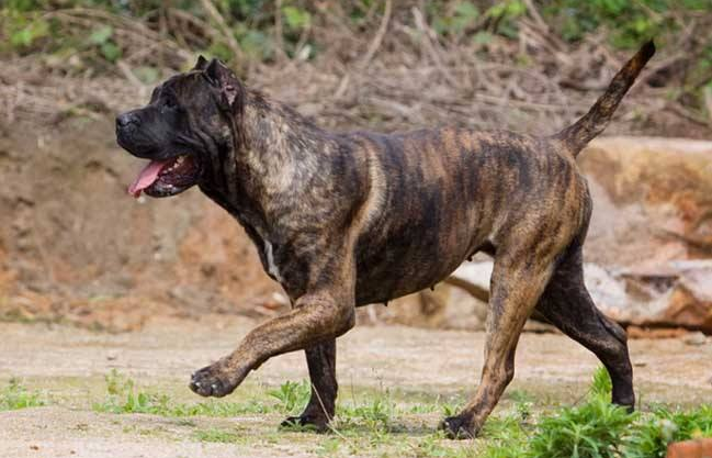 加纳利，一条看起来酷到爆的狗（加纳利犬的优点和缺点）(图3)