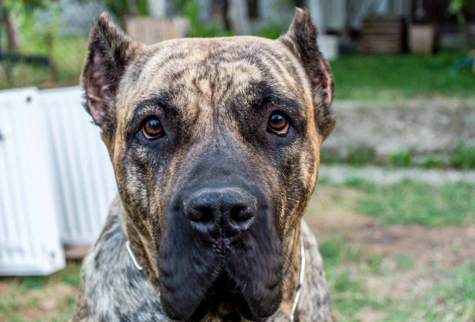 加纳利，一条看起来酷到爆的狗（加纳利犬的优点和缺点）(图4)