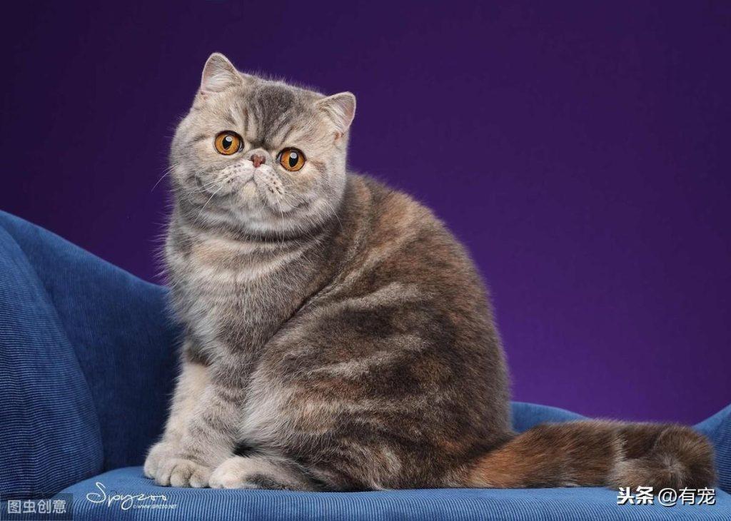 新手养猫，挑选一只好的加菲猫（加菲猫新手可以养嘛）(图1)