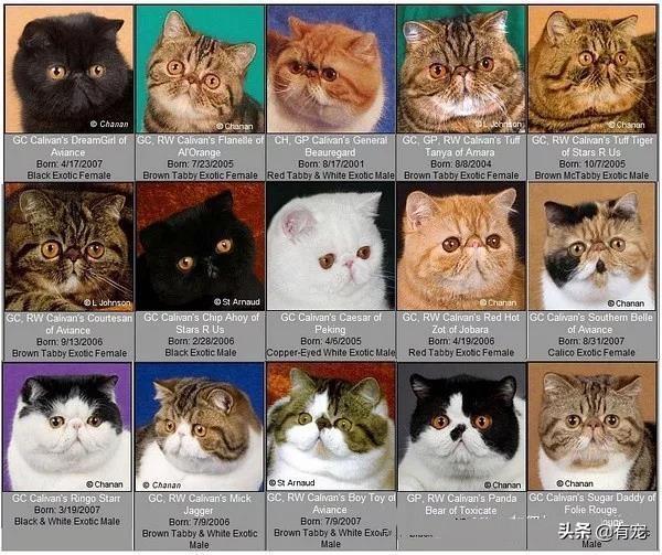 新手养猫，挑选一只好的加菲猫（加菲猫新手可以养嘛）(图2)