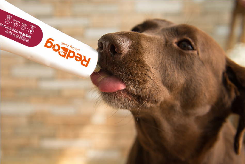 犬猫再生障碍性贫血，愈后调理试试红狗补血膏（宠物补血膏有用吗）(图2)