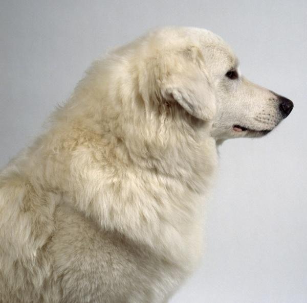 狗狗拉肚子的原因及治疗护理方法（狗狗拉肚子有几种原因）(图1)