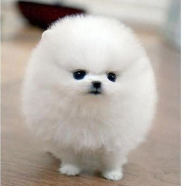 狗狗拉肚子的原因及治疗护理方法（狗狗拉肚子有几种原因）(图3)