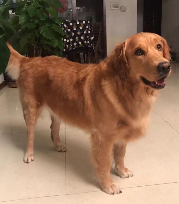 狗狗拉肚子的原因及治疗护理方法（狗狗拉肚子有几种原因）(图2)