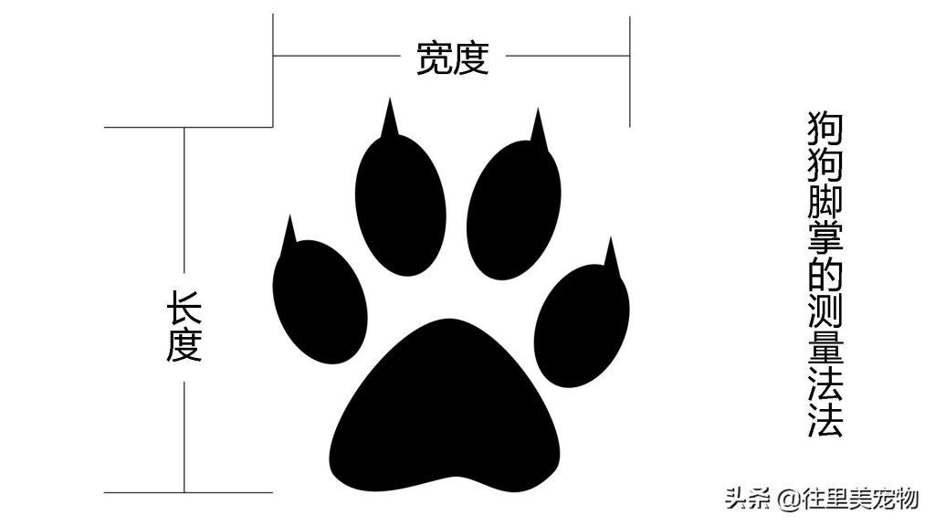 教你怎样正确测量狗狗的三围及脚掌，以后给它买衣服鞋子就省心了（如何测量狗的胸围）(图6)