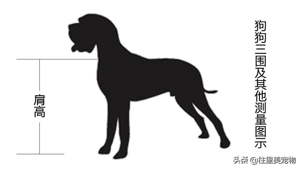 教你怎样正确测量狗狗的三围及脚掌，以后给它买衣服鞋子就省心了（如何测量狗的胸围）(图2)