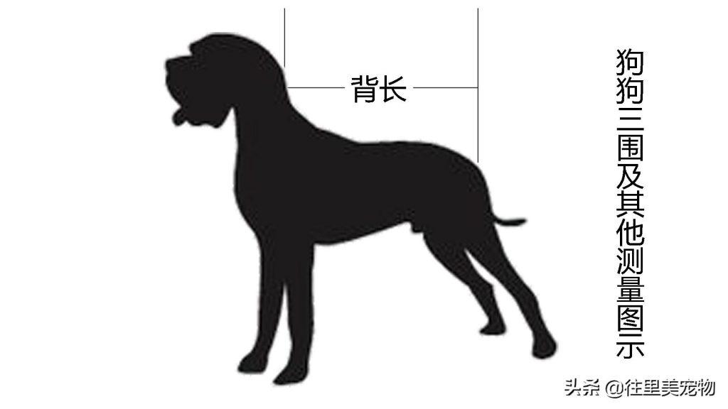 教你怎样正确测量狗狗的三围及脚掌，以后给它买衣服鞋子就省心了（如何测量狗的胸围）(图3)