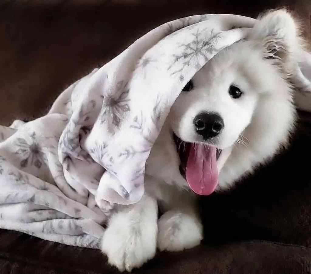 萨摩耶拉稀怎么办，是什么原因导致的？（萨摩耶拉稀了怎么办）(图2)