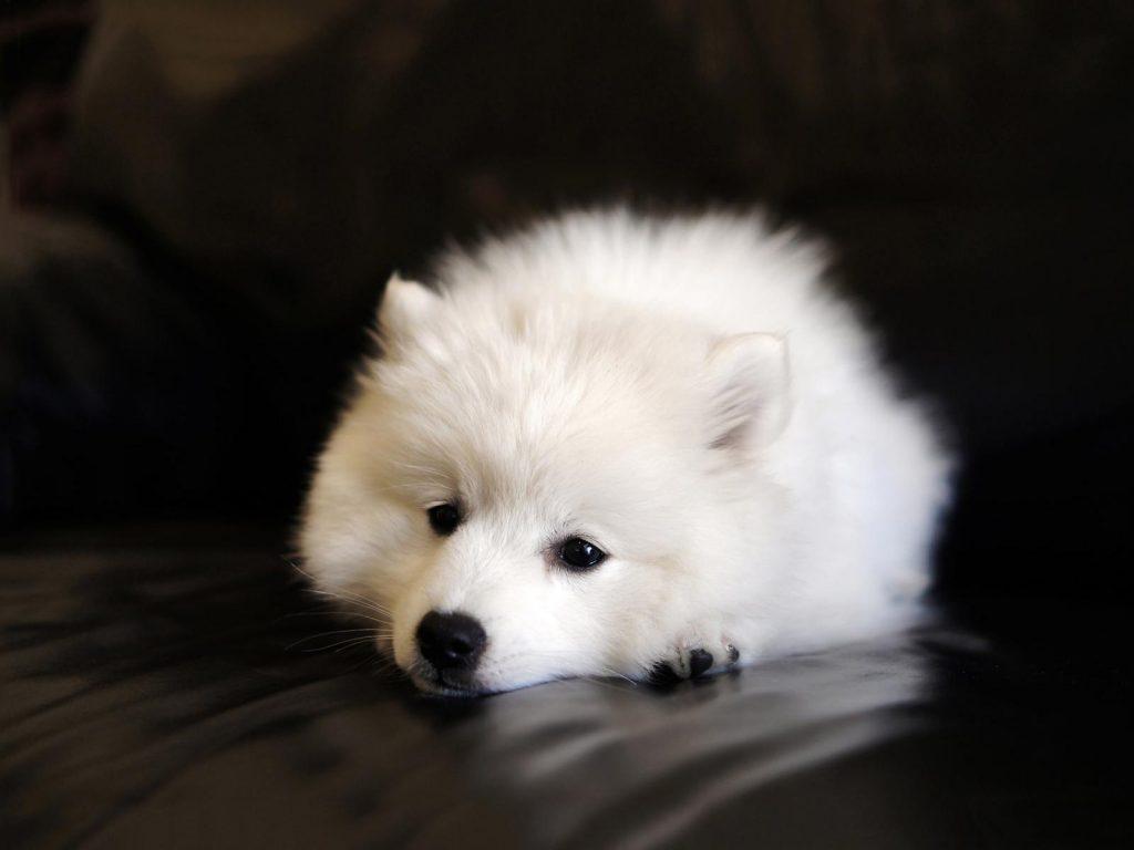 萨摩耶拉稀怎么办，是什么原因导致的？（萨摩耶拉稀了怎么办）(图4)