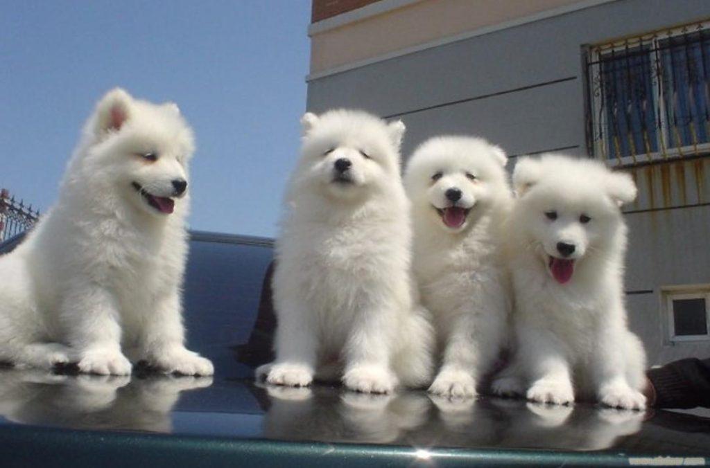 萨摩耶拉稀怎么办,是什么原因导致的?(萨摩耶拉稀了怎么办)(图3)