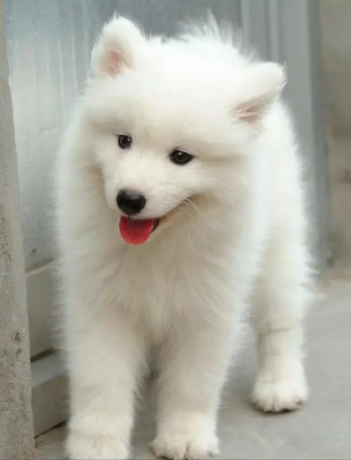 萨摩耶拉稀怎么办，是什么原因导致的？（萨摩耶拉稀了怎么办）(图5)