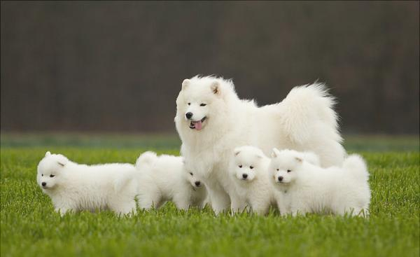 萨摩耶拉稀怎么办,是什么原因导致的?(萨摩耶拉稀了怎么办)(图6)