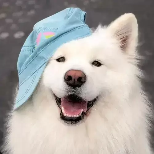 萨摩耶拉稀怎么办，是什么原因导致的？（萨摩耶拉稀了怎么办）(图7)