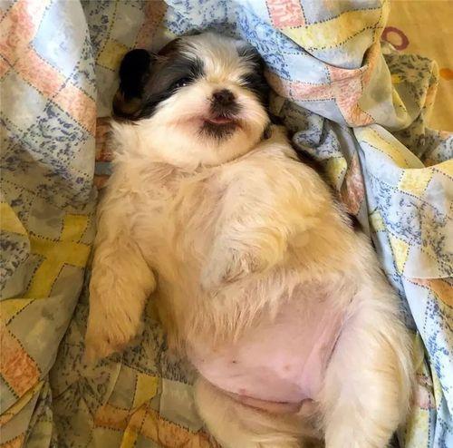 再生气，也别打狗狗这几个部位，不然后果很严重（打狗了狗会生气吗）(图4)