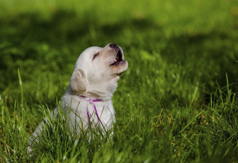 狗狗过度吠叫，总是扰民怎么办？5个制止狗狗吠叫的方法（狗叫扰民的法律规定）(图3)