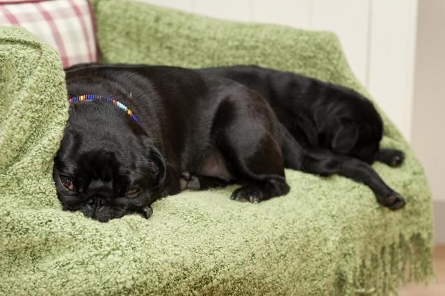 狗狗太冷易患“低温症”，4个有效保暖方法，让它快乐过冬（冬天如何给狗狗保温）(图3)