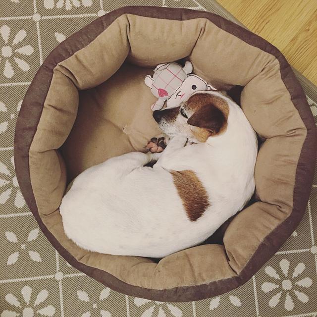 狗狗太冷易患“低温症”，4个有效保暖方法，让它快乐过冬（冬天如何给狗狗保温）(图4)