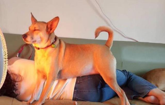 狗狗太冷易患“低温症”，4个有效保暖方法，让它快乐过冬（冬天如何给狗狗保温）(图5)