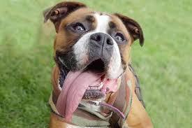 拳师犬:长得凶却很忠诚,6点让你迅速了解它(拳师犬是什么犬)(图3)