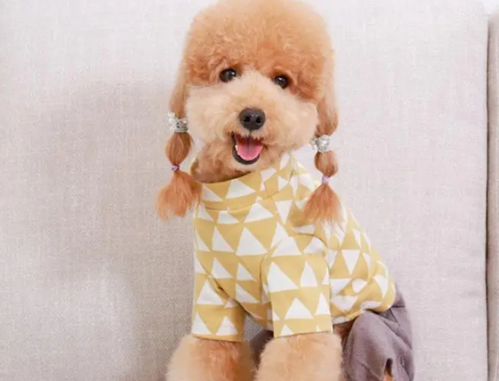 泰迪可以穿衣服吗？如何为它选择合适的衣服？（泰迪可以穿衣服吗?如何为它选择合适的衣服呢）(图2)