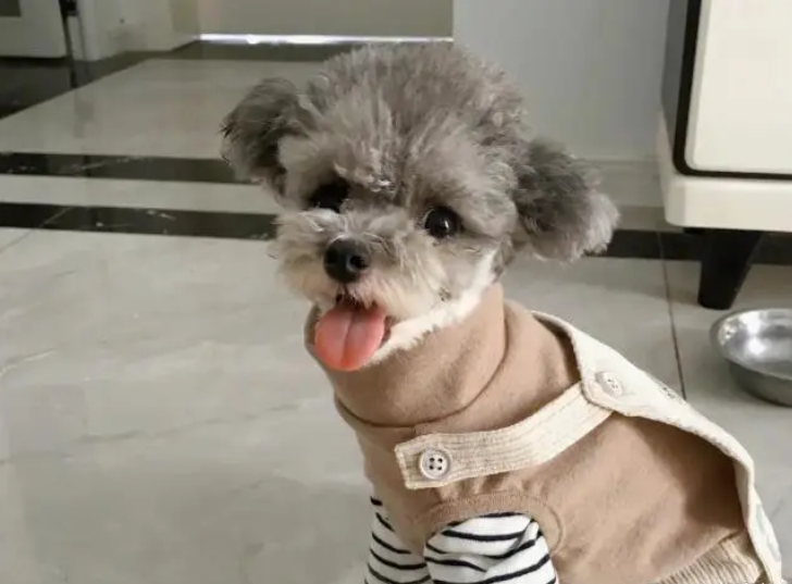 泰迪可以穿衣服吗？如何为它选择合适的衣服？（泰迪可以穿衣服吗?如何为它选择合适的衣服呢）(图4)