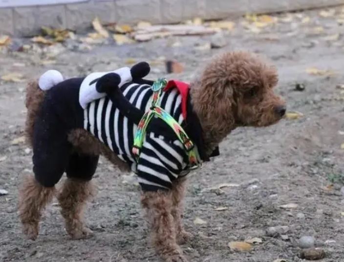 泰迪可以穿衣服吗？如何为它选择合适的衣服？（泰迪可以穿衣服吗?如何为它选择合适的衣服呢）(图5)