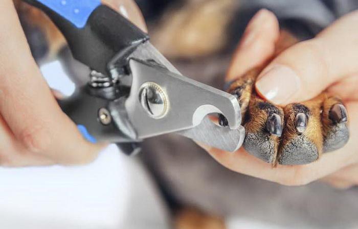 狗狗的指甲该如何处理？给狗狗剪指甲的技巧（狗狗的指甲该如何处理?给狗狗剪指甲的技巧）(图2)