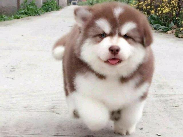 狗狗鼻子变“花”，未必是生病了，可能是这5个原因（狗狗鼻子变浅什么原因）(图1)