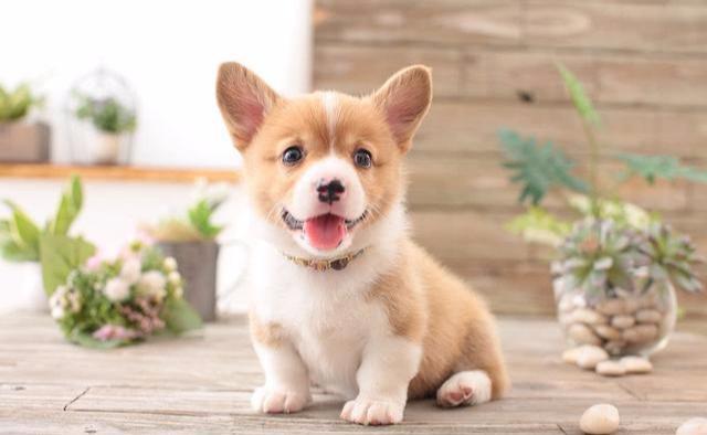 狗狗鼻子变“花”，未必是生病了，可能是这5个原因（狗狗鼻子变浅什么原因）(图2)