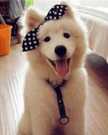 纯种萨摩耶犬的特征，在选购前对比对比！（纯种萨摩耶是什么样子体重有多少）(图1)