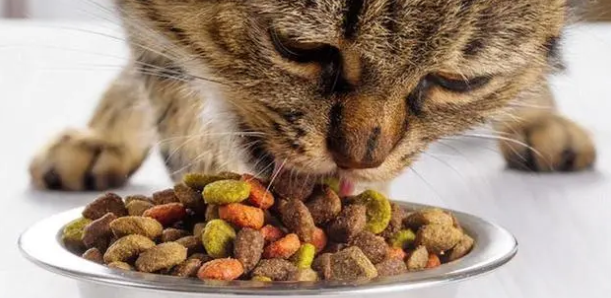 猫吐食物是什么原因(图1)