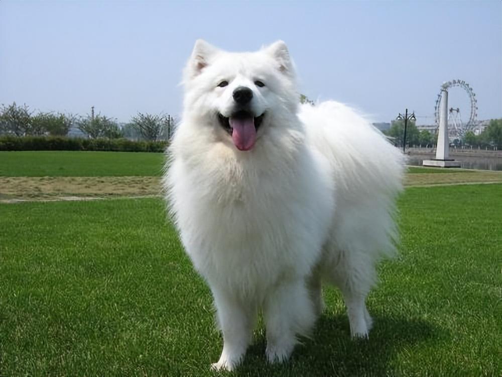 实用！萨摩耶的饲养技巧，宠主错过就亏了（萨摩耶的饲养管理方法）(图5)