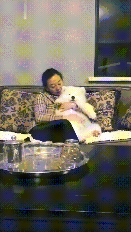 三个月大的萨摩胖成小白熊，萨摩：别人都是胖成猪，而我是胖成熊（萨摩三个月该长什么样子）(图1)