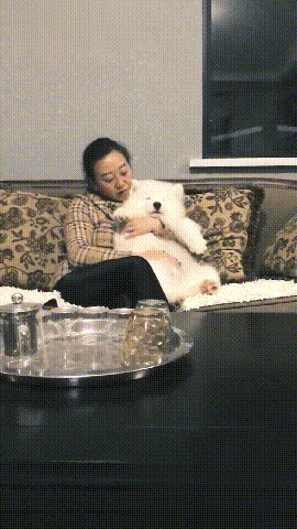 三个月大的萨摩胖成小白熊，萨摩：别人都是胖成猪，而我是胖成熊（萨摩三个月该长什么样子）(图2)