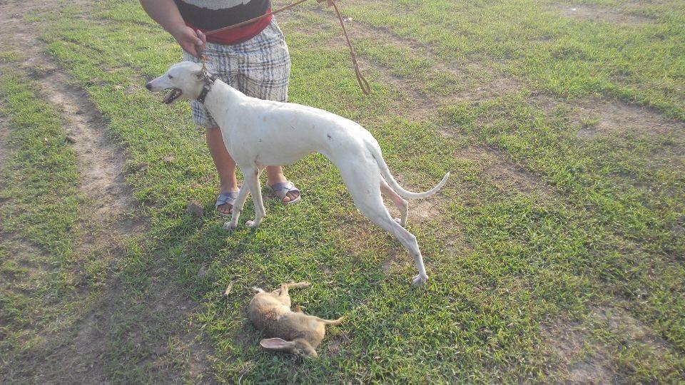 格力犬和灵缇犬的区别,都有什么特点?(格力犬和灵缇犬的区别,都有什么特点呢)(图3)