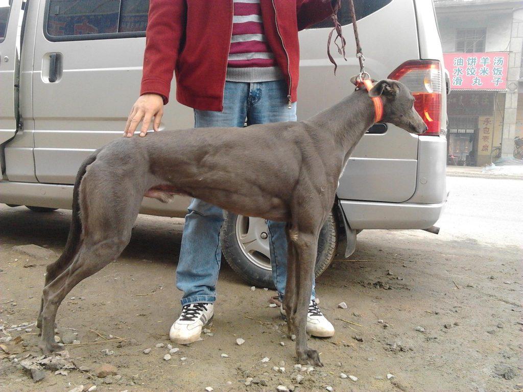 格力犬和灵缇犬的区别,都有什么特点?(格力犬和灵缇犬的区别,都有什么特点呢)(图1)