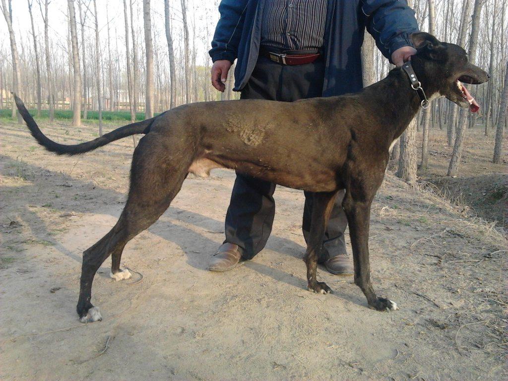 格力犬和灵缇犬的区别,都有什么特点?(格力犬和灵缇犬的区别,都有什么特点呢)(图2)