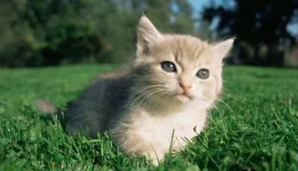 猫一岁没打针还用打吗？是否需要接种疫苗？(图2)