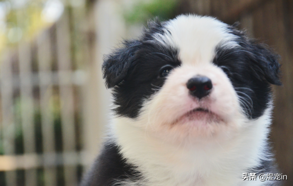 家里的边牧狗狗鼻子掉皮是怎么回事？（边牧鼻子不是全黑的正常吗）(图1)