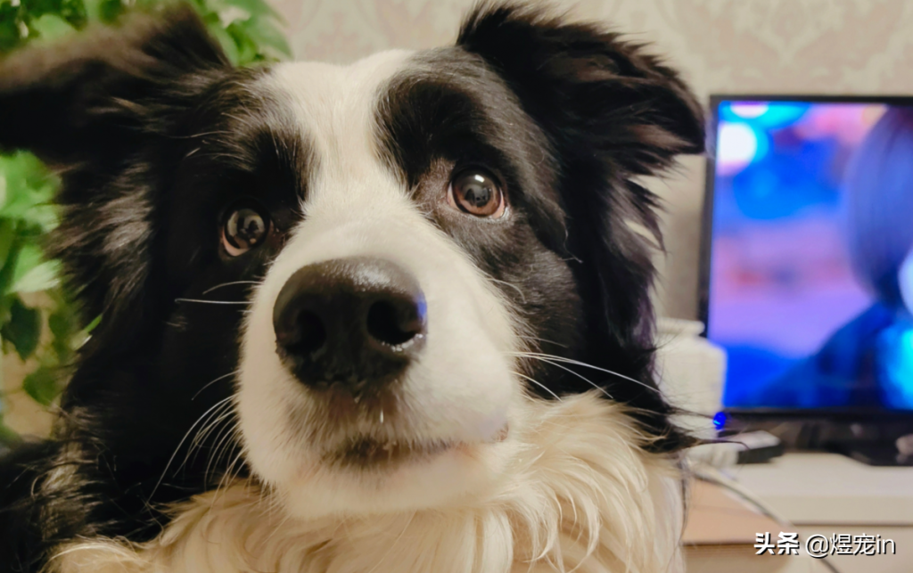 家里的边牧狗狗鼻子掉皮是怎么回事？（边牧鼻子不是全黑的正常吗）(图2)