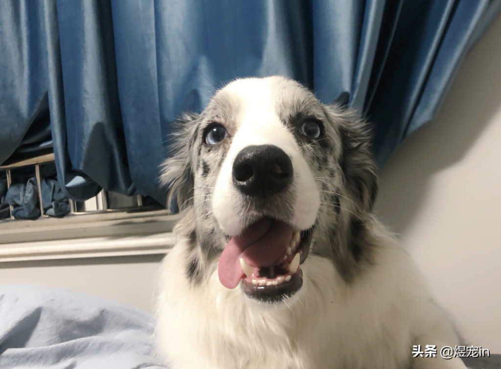 家里的边牧狗狗鼻子掉皮是怎么回事？（边牧鼻子不是全黑的正常吗）(图3)