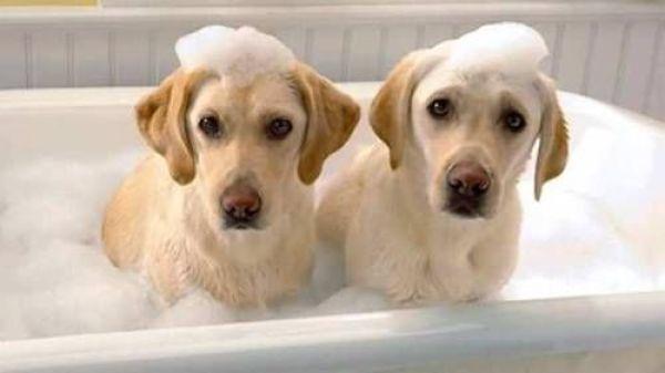 介绍一下给狗狗洗澡的正确步骤！铲屎官们进来学（怎么给狗狗洗澡视频讲解）(图1)