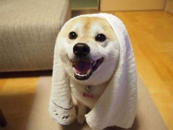 介绍一下给狗狗洗澡的正确步骤！铲屎官们进来学（怎么给狗狗洗澡视频讲解）(图6)