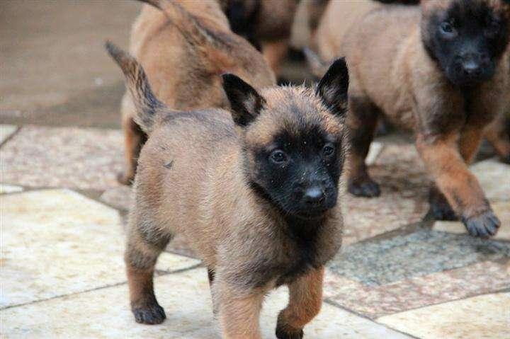 马犬、德牧傻傻分不清楚，两位“硬汉”之争，谁能更胜一筹？（马犬和德牧哪个更适合做宠物）(图2)