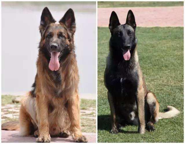 马犬、德牧傻傻分不清楚，两位“硬汉”之争，谁能更胜一筹？（马犬和德牧哪个更适合做宠物）(图1)